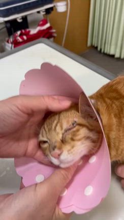 眼球摘出して片目になった甘えん坊の子猫メルのことの記事動画