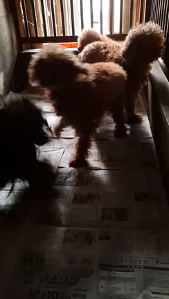 心臓が悪いのに6年近くも繁殖犬だったトイプードルのベルのことの記事動画