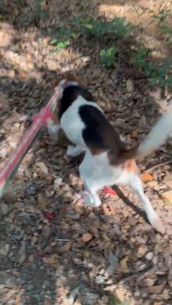 山の中、足先が腐ったまま繋がれていたビーグル犬「音吉」のことの記事動画