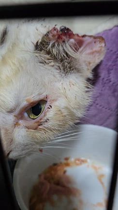 ご支援のお礼と新たな保護（仔犬や子猫、余命わずかな猫など）についての記事動画
