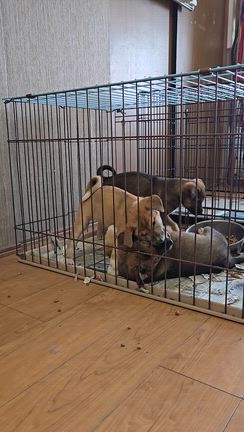 ご支援のお礼と新たな保護（仔犬や子猫、余命わずかな猫など）についての記事動画