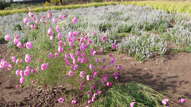 コスモスを見に行ったら・・・の記事動画