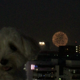 花火大会の画像
