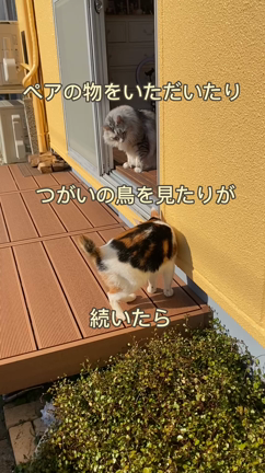 素敵な出会いのお知らせの記事動画