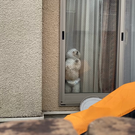 癒し⁉️の画像