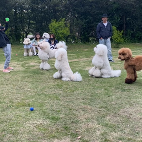動画の画像