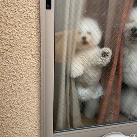 恐ろしいお出迎えの画像