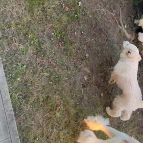 暴走の画像