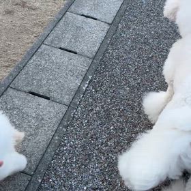 大きくなーれ？の画像