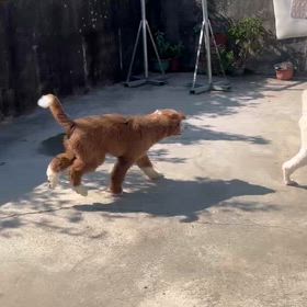 運動中の画像