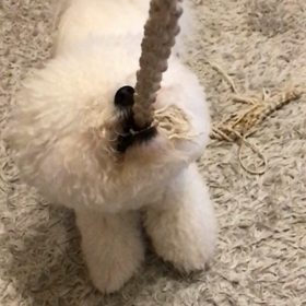 甲斐犬 マックスの画像