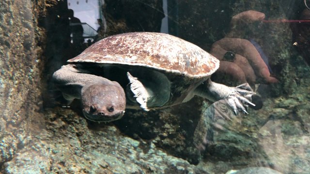 名古屋港水族館の記事動画