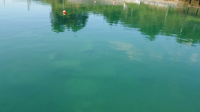 イトヒキアジ。の記事動画