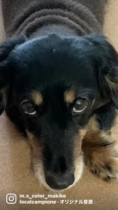 犬の早起きのワケは？の記事動画