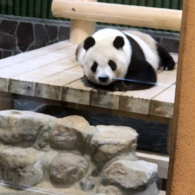 南紀白浜アドベンチャーワールドのパンダの画像