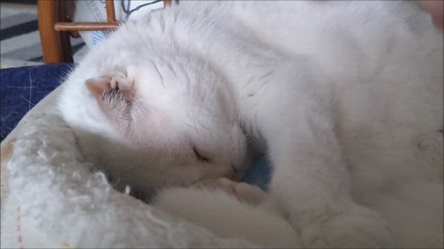 超回復の日、トレーニングなしです。の記事動画