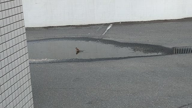 相変わらず、スローペースの記事動画