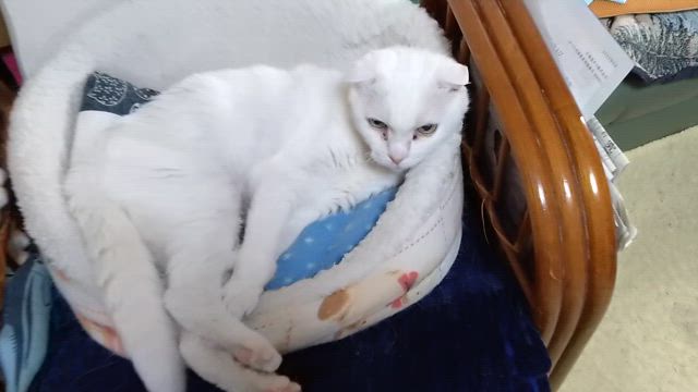 トレッドミル　ナンバ走り試してみるの記事動画