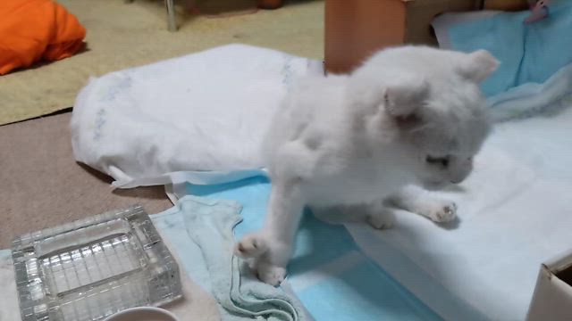 麻婆茄子丼を作って食べましたの記事動画
