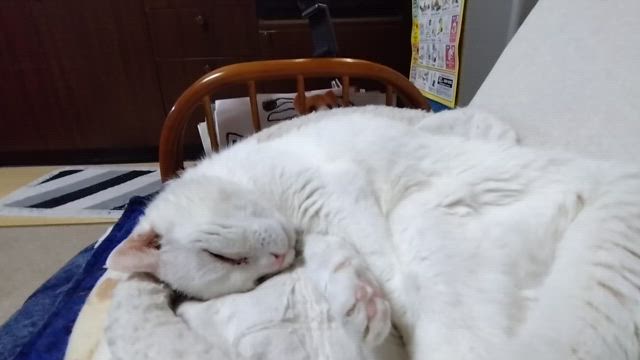 10ｋｍ走行後、ねこにいたずら・・・の記事動画