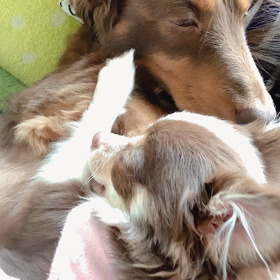 Hi⸜(๑⃙⃘'ᵕ'๑⃙⃘)⸝⋆︎*あたちアンジよの画像