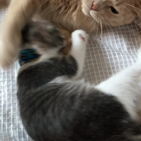 チビねこうこん、大ハッスルの画像