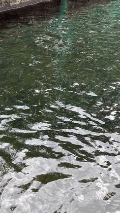 レギュラー鱒を放流します。の記事動画