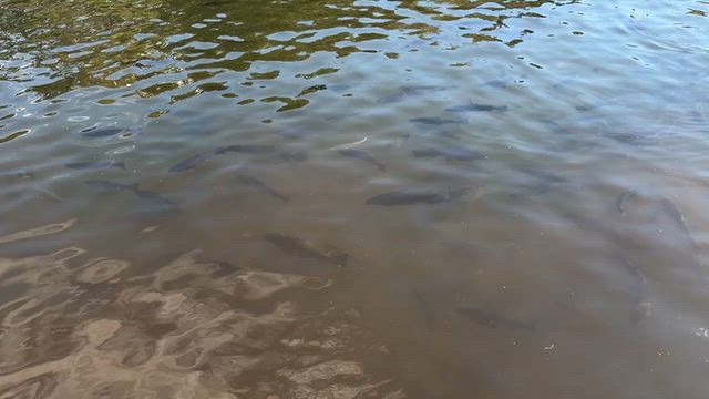 よく釣れているようです！の記事動画