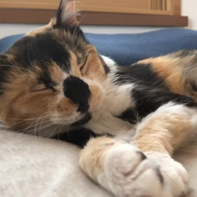 みんな、うちの子が一番かわいいの画像