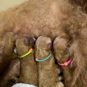 可愛い4姉妹❣️の画像