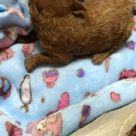 小さなウルちゃん断尾！の画像