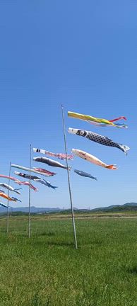 飯塚市目尾の遠賀川河川敷の元気に泳ぐこいのぼりを見てきましたの記事動画