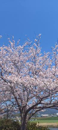 チューリップ、ソメイヨシノ、しだれ桜までお花見三昧！の記事動画