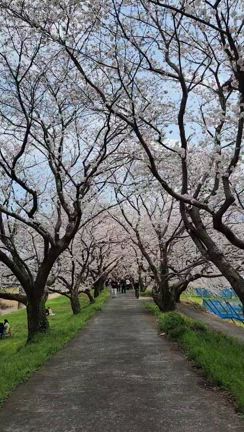 花冷えだったけど、うきは市の流川桜並木は満開でした！の記事動画
