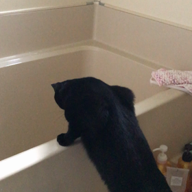 何故ごまかす…？の画像