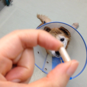 薬は得意！の画像