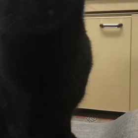 クロから一言の画像