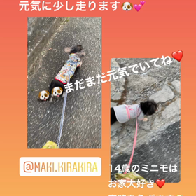 うちのコの画像