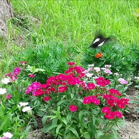 モンキアゲハの画像