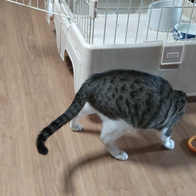 ヤンチャですの画像