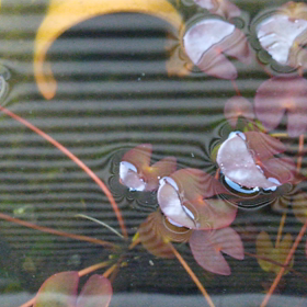 お花見は万物のものだ～～～の画像