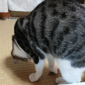 夜遊びの画像