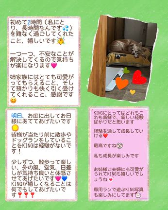 レスキューされたKING君の現在（いま）素敵なママに出会えて穏やかに過ごしてます♡の記事動画