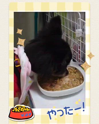 元氣玉の次の日に‼︎『今日から急に食べ始めて』の記事動画
