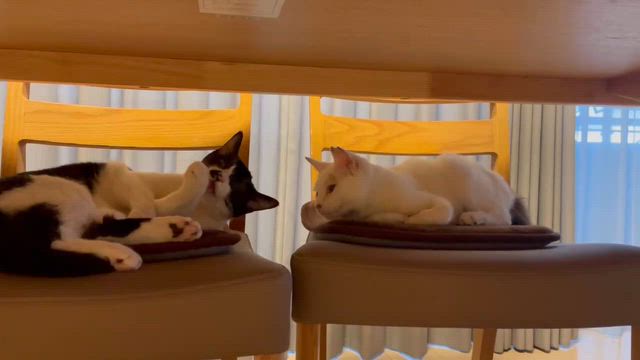 6/21  みるくちゃん＆こむぎちゃん(元 ユイカちゃん＆リマちゃん)里親様よりの記事動画
