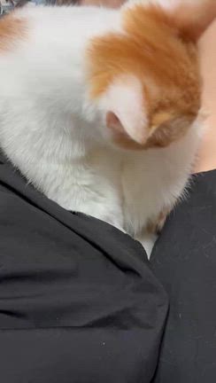 4/25  トワくん(元 トウくん)里親様よりの記事動画