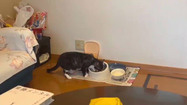 6/11  開くん＆くらげちゃん＆こぎみゅんちゃん里親様よりの記事動画