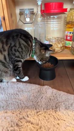 6/15  カムイくん＆ルプシくん里親様よりの記事動画