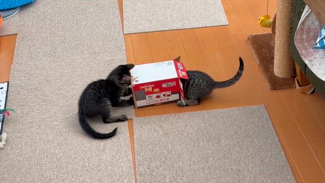 6/21  りのくん＆ほくくん(元 ヴィヴィくん＆マルくん)里親様よりの記事動画
