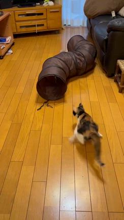 6/17  お市ちゃん＆茶々ちゃん(元 レノアちゃん＆チェルシーちゃん)里親様よりの記事動画